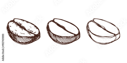 Set of hand drawn fresh roasted coffee bean Arabica robusta seed doodle Single element for design print packaging label decor