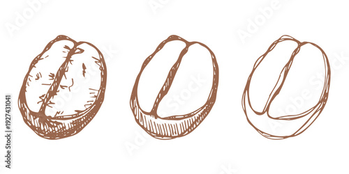 Set of hand drawn fresh roasted coffee bean Arabica robusta seed doodle Single element for design print packaging label decor