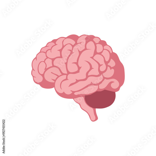 Human brain anatomical vector illustration