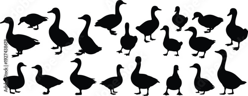 Goose silhouettes set featuring domestic and wild geese standing walking animal farm wildlife bird icons isolated black vector illustration