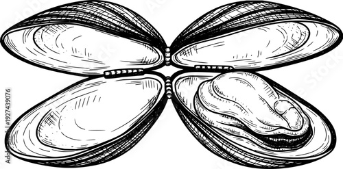 A detailed black and white hand drawn bivalve mollusk, like an open mussel or clam