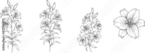 Floral Sketch: An elegant collection of lily botanical sketches showcases the delicate beauty of lilies in a minimalist monochrome style, perfect for illustrating floral elegance.