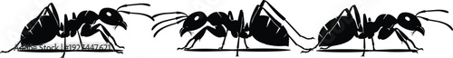 Ant Silhouette Set, Black Insect Vector Illustration with Detailed Side View Poses Isolated on White Background for Entomology Design