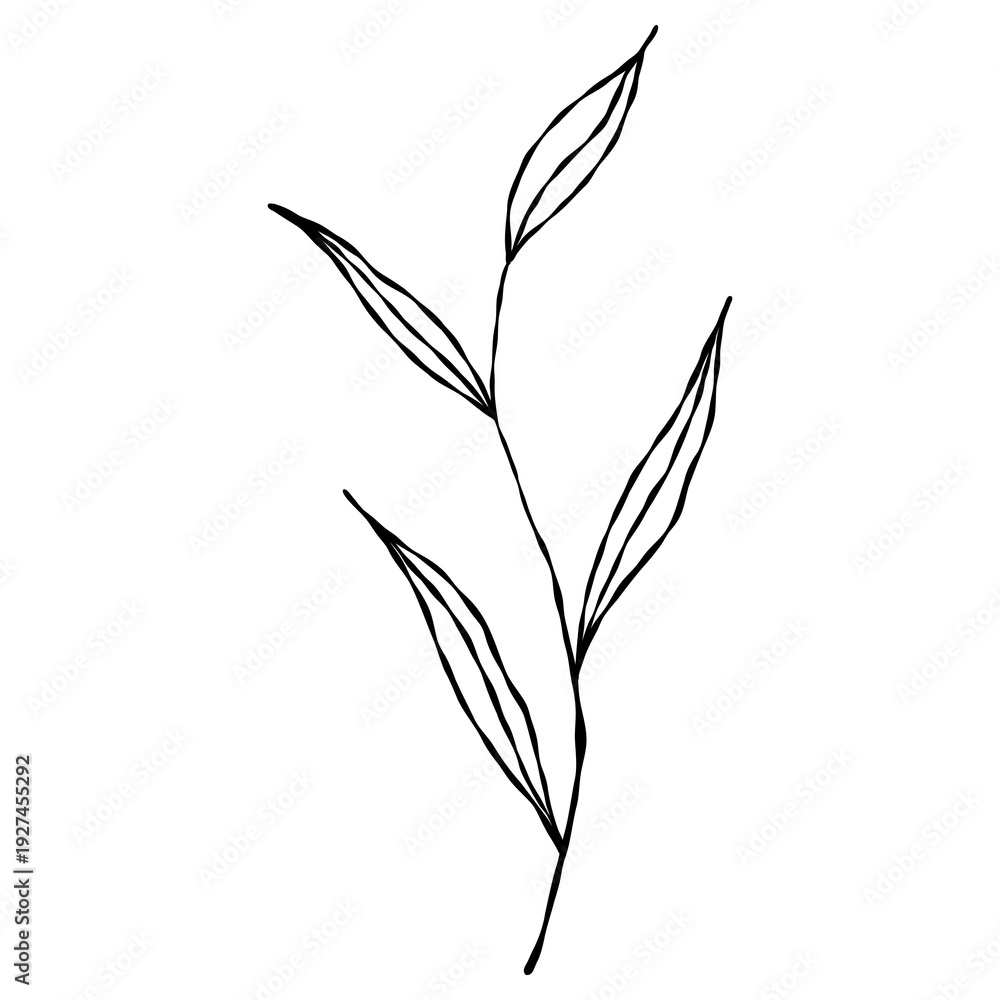 Fototapeta premium Elegant hand-drawn botanical leaf branch doodle in a minimalist line art style.