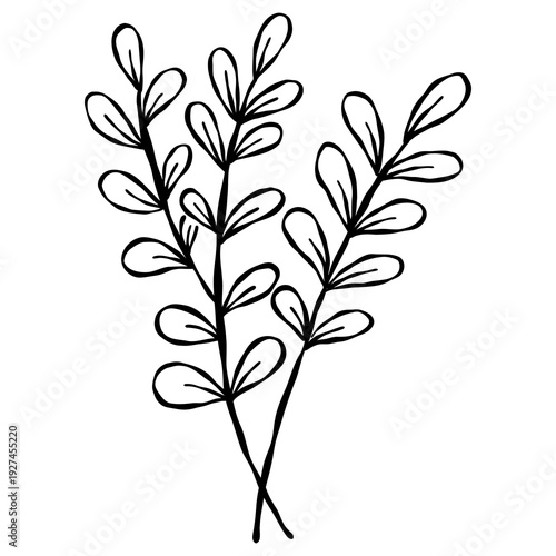 Wallpaper Mural Elegant hand-drawn botanical leaf branch doodle in a minimalist line art style. Torontodigital.ca