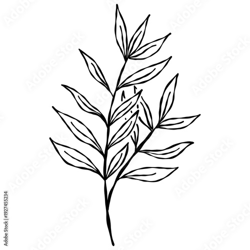 Wallpaper Mural Elegant hand-drawn botanical leaf branch doodle in a minimalist line art style. Torontodigital.ca