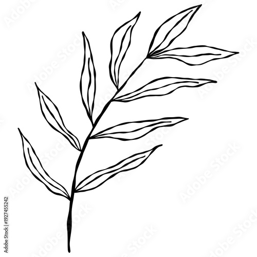 Wallpaper Mural Elegant hand-drawn botanical leaf branch doodle in a minimalist line art style. Torontodigital.ca