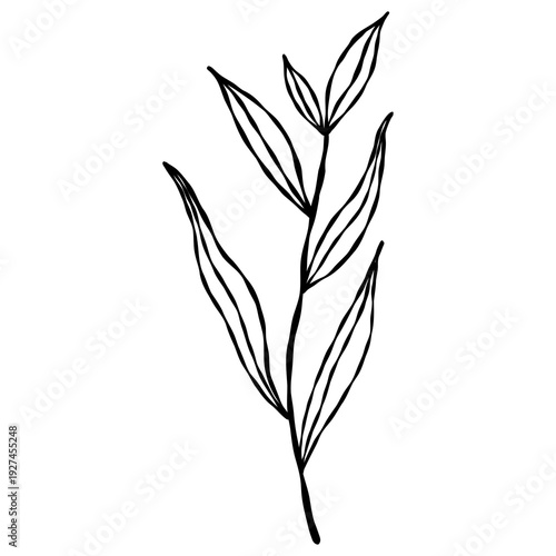 Wallpaper Mural Elegant hand-drawn botanical leaf branch doodle in a minimalist line art style. Torontodigital.ca