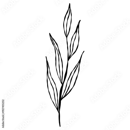 Wallpaper Mural Elegant hand-drawn botanical leaf branch doodle in a minimalist line art style. Torontodigital.ca