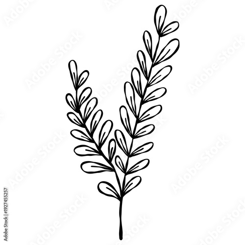 Wallpaper Mural Elegant hand-drawn botanical leaf branch doodle in a minimalist line art style. Torontodigital.ca