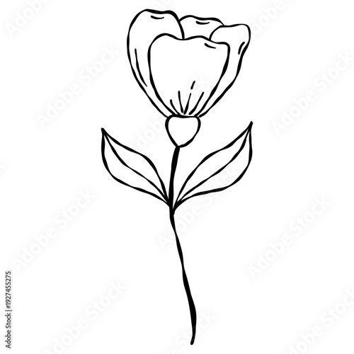 Wallpaper Mural Elegant hand-drawn botanical leaf branch doodle in a minimalist line art style. Torontodigital.ca