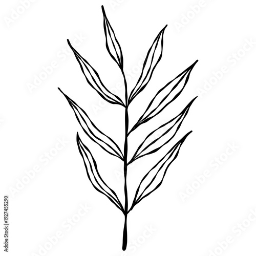 Wallpaper Mural Elegant hand-drawn botanical leaf branch doodle in a minimalist line art style. Torontodigital.ca