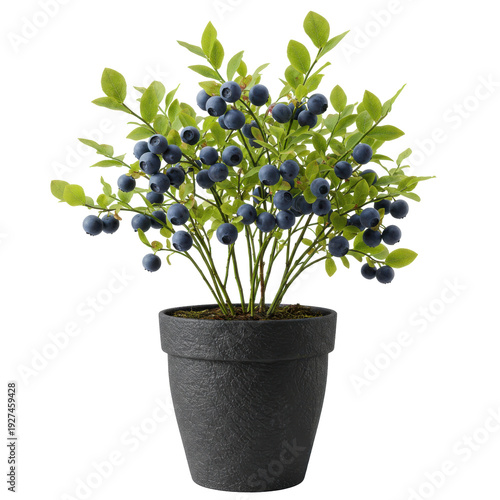 Lush blueberry plant in textured black pot, abundant with ripe berries isolated on white background