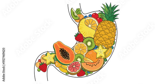 Healthy nutrition illustration of a human stomach filled with a variety of colorful tropical and temperate fruits for diet and wellness education.