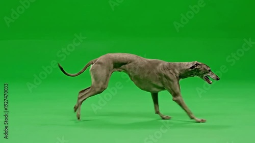 Elegant greyhound in motion against a vibrant green background.