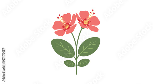 A charming illustration depicting two coral-pink flowers with prominent stamens blooming on a green stem with leaves.