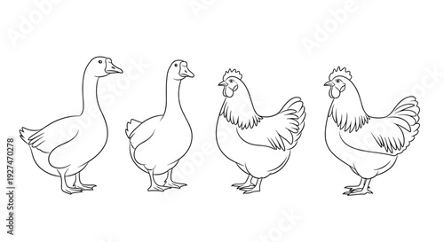 A collection of farm birds, including two geese and two chickens, depicted as simple black and white line art illustrations.
