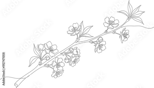 Elegant minimal continuous line art drawing depicting a delicate flowering cherry blossom branch blooming beautifully against a clean white background for tattoo design.