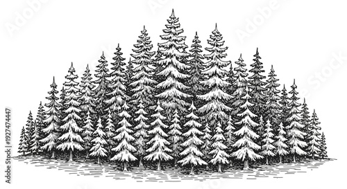 A dense forest of evergreen pine trees in a black and white illustration.
