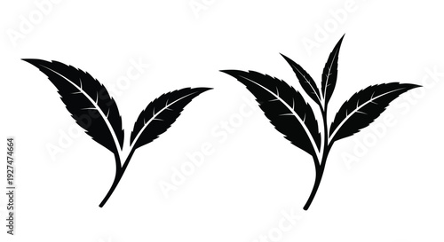 Elegant black silhouettes of tea leaves showcasing delicate botanical forms