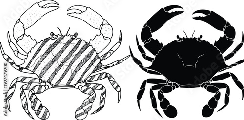 Crab illustration and silhouette set, detailed line art sea crustacean drawing isolated on white background marine animal vector