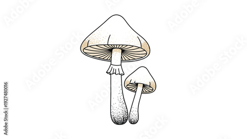 Detailed vintage-style illustration of two wild mushrooms, rendered with a beautiful stippling or dot work shading technique.