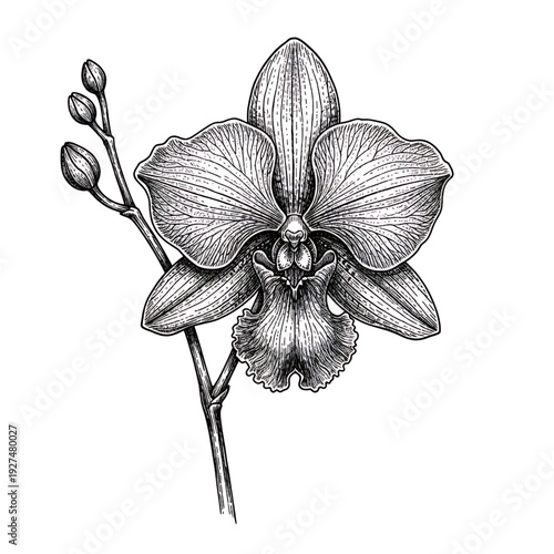 An orchid flower in full bloom with buds illustrated in a detailed black and white drawing from a front viewpoint