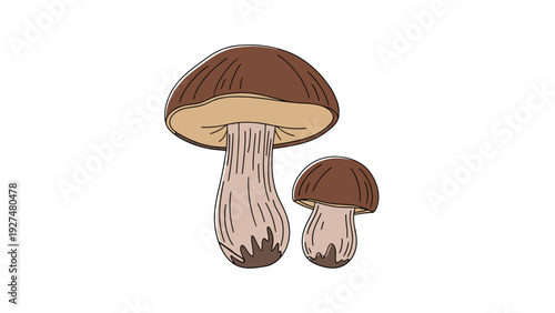 Simple and charming hand-drawn illustration of two porcini or cep mushrooms, isolated on a clean white background for culinary designs.