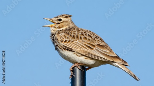 skylark. Skylark singing atop a tall utility pole against clear blue sky. wildlife magazines, conservation campaigns, designed for eco-tourism storytelling, supports conservation.
