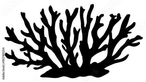 A Silhouette of intricate coral. The detailed form of the coral is striking