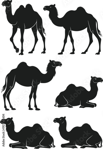 Camel Silhouette Collection with Standing and Sitting Poses Isolated on White Background, Desert Animal Black Vector Illustration Set for Safari Design, Clipart