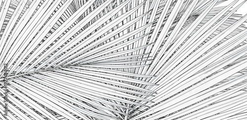 A close-up view of a palm frond showcasing intricate details and textures with sunlight casting shadows from above