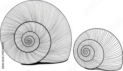 Detailed spiral-shaped seashells illustration on a simple white background viewed from the side