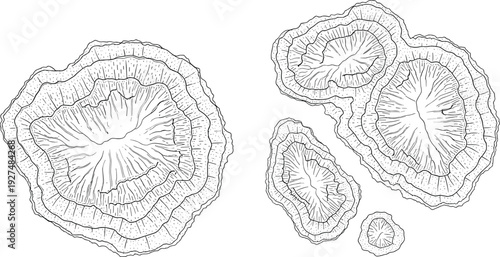 Illustration of various succulent leaves from different angles and perspectives on a clean background