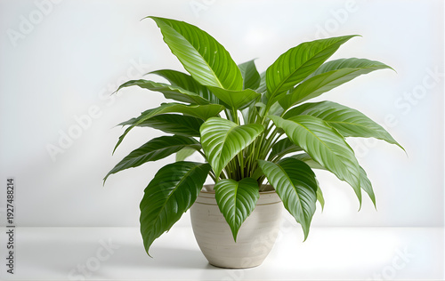 Green Indoor Peace Lily Plant in Ceramic Pot on Clean White Background