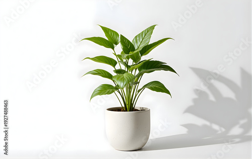Minimalist Indoor Green Plant in White Pot with Natural Shadow on Clean Background
