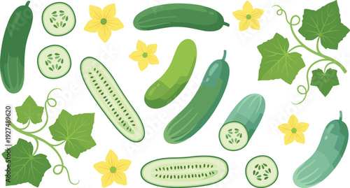 Fresh Cucumber Collection with Slices Green Leaves and Yellow Flowers Organic Vegetable Vector Illustration Set Isolated on White
