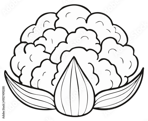Simple cauliflower vegetable black and white line art for coloring book page