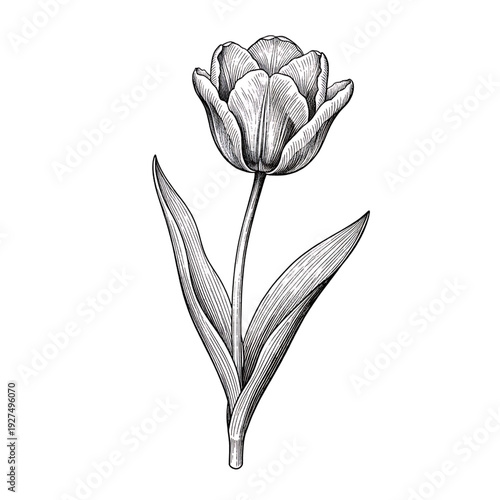 A detailed black and white illustration of a tulip with leaves, depicted from a front view as a vector graphic.