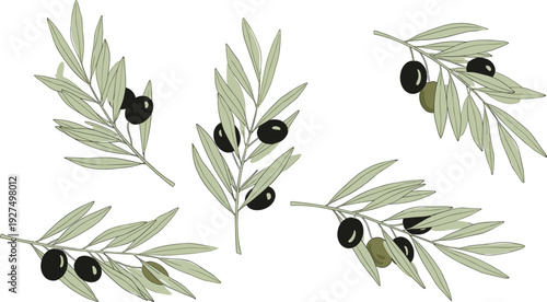 Hand Drawn Collection of Olive Branches with Green and Black Olives for Mediterranean Food Packaging Design Organic Oil Labels and Greek Floral Illustrations