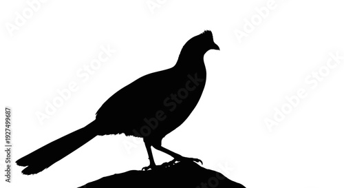 Black silhouette of a bird standing on a rock against a white background looking right