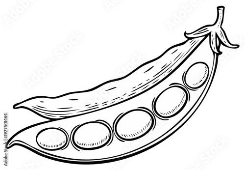 Ink illustration of a fresh open pea pod revealing multiple green peas, isolated.