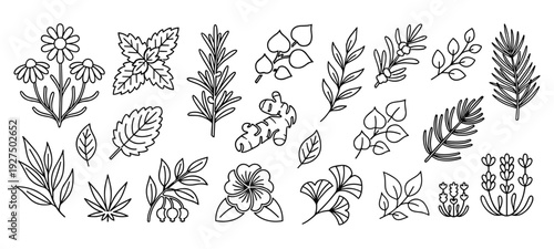 Herbal plants and leaves outline set for natural medicine and wellness themes