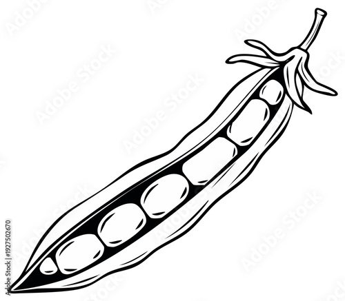 Illustration of a split open pea pod revealing multiple peas in outline