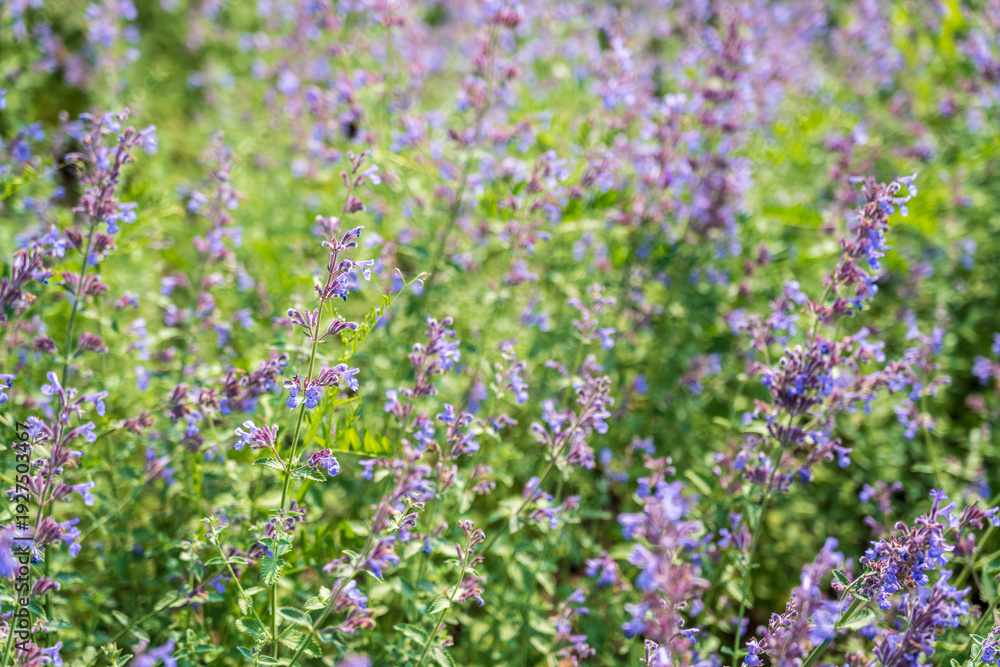 Fototapeta premium Spring background - close up of beautiful catnip flowers - with plenty of copy space