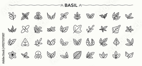 Basil and Leaves line icon set. Nature icon collection. Minimal thin line web icons set. Includes symbols for nature, leaf, natural, tree, leaves and more. Editable stroke collections.
