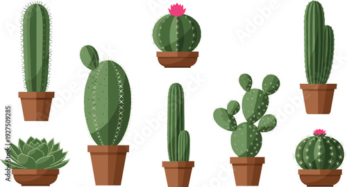 Potted cactus and succulent plants flat vector set with decorative houseplants