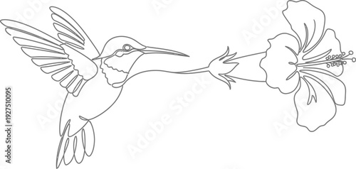 Continuous one line drawing of a hummingbird hovering and feeding nectar from a beautiful tropical hibiscus flower artwork on a clean white background.