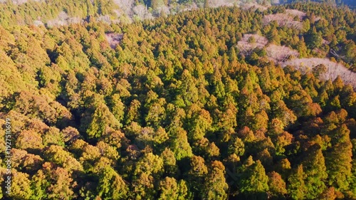 冬に咲く桜が紅葉した山をピンクに染めるダイナミックな空撮