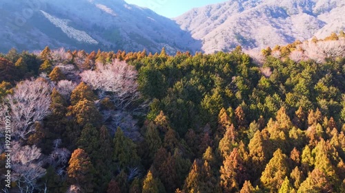 冬に咲く桜が紅葉した山をピンクに染めるダイナミックな空撮